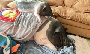 当事人回应养猪做宠物：女儿担心小猪被宰杀而抱回家，现体重近400斤